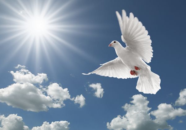 کبوتر سفید بر روی آسمان آبی روشن پرواز می کند