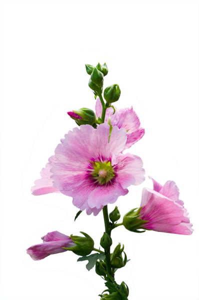 گل Malva Alcea rosea hollyhock گل گل هلوکاک در