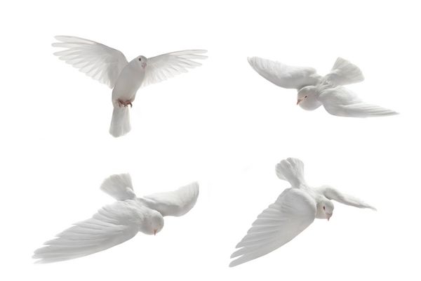 کبوتر سفید در پرواز بر روی زمینه سفید
