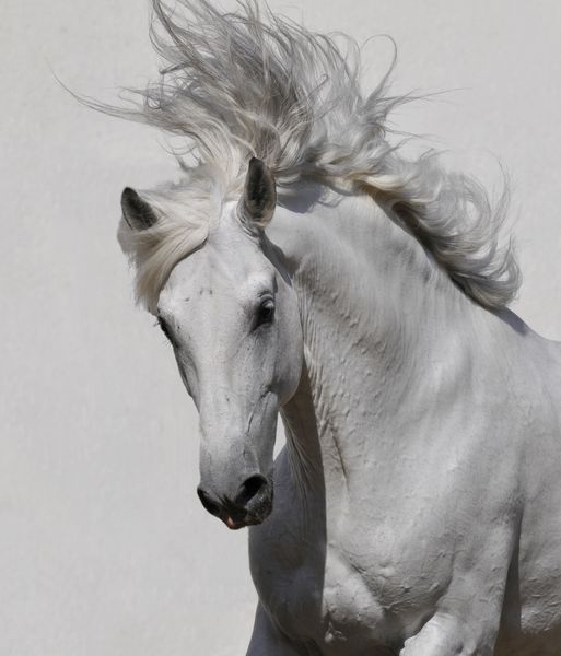 پرتره اسب سفید در پس زمینه خاکستری