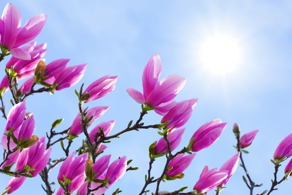گل ماگنولیا در شاخه در برابر آسمان آبی