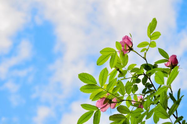گل رز صورتی گل رز گل رز در برابر آسمان آبی پس زمینه طبیعت تابستان