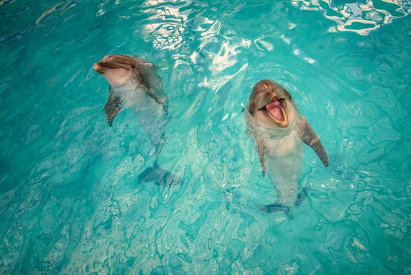 دو دلفین در استخر با آب دریا یکی از آنها به نظر می رسد لبخند بزنند