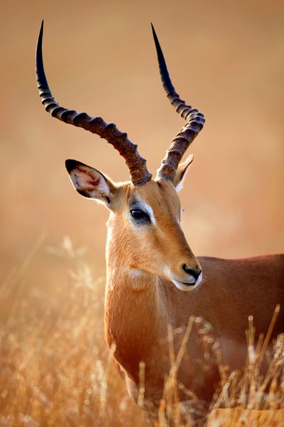 علفزار مرد Aepyceros melampus پرتره نزدیک پارک ملی Kruger آفریقای جنوبی