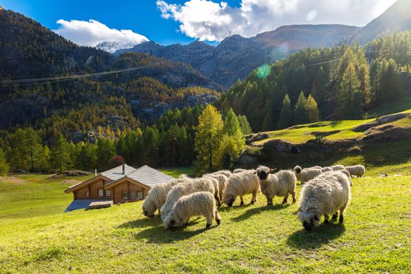 گوسفند سیاهپوست آلپ سوئیس و والس به زر مت در سوئیس