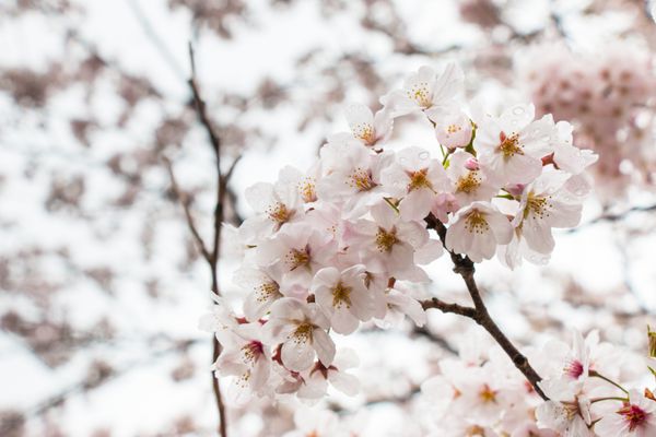 ساکورا گل گل رز صورتی زیبا در ژاپن است