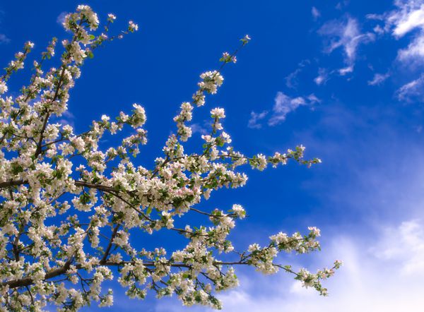 شکوفه شاخه یک درخت سیب علیه آسمان آبی و ابرها