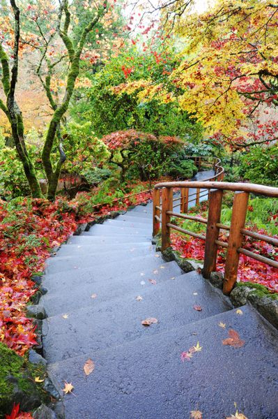 مسیر از طریق باغ ژاپنی در داخل باغ های تاریخی اما درخت پاییز بیش از 100 سال در شکوفه جزیره ونکوور بریتیش کلمبیا کانادایی