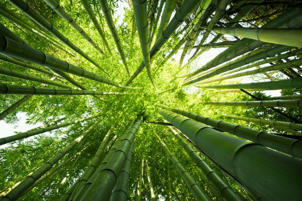با نگاه کردن به سایبان درختان بامبو سبز رنگارنگ بی نظیر
