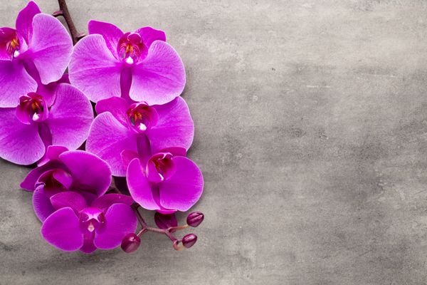 orchid صورتی زیبا در پس زمینه خاکستری