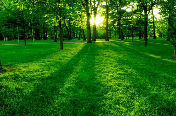 خورشید کم در پارک سبز ریختن سایه های طولانی