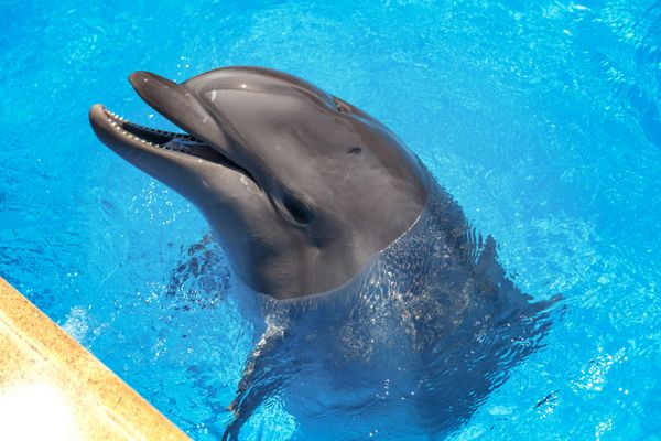 لبخند زدن دلفین دلفین ها در استخر شنا می کنند
