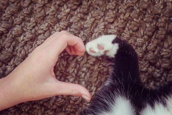 دست ها و دست های گربه ها شکل قلب ایفا می کنند Instagram اثر تونسته