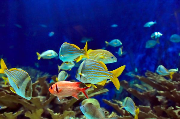 تصویر زیر آب ماهی های گرمسیری