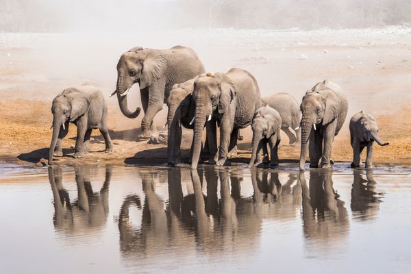 خانواده فیلهای آفریقایی که در آبشار در پارک ملی اتیوشا نوشیدند نامیبیا آفریقا