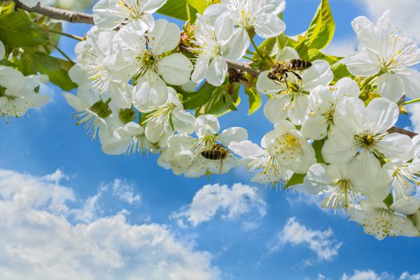 زنبورها در درخت گیلاس بهاره در برابر یک آسمان آبی با ابرهای سفید ماکرو تمرکز انتخابی