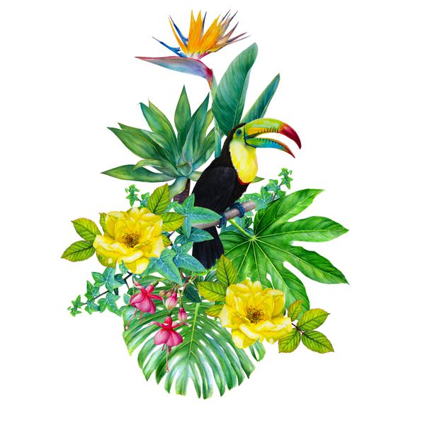 آبرنگ دست کشیده شده تصویر باغ بهشت ​​توکان عنصر گرمسیری برای طراحی گیاهان عجیب و غریب جنوبی ترکیبات گیاهی گیاه شناسی نقاشی روی کاغذ بر روی کاغذ Monstera Hibiscus Ive Fuchsia
