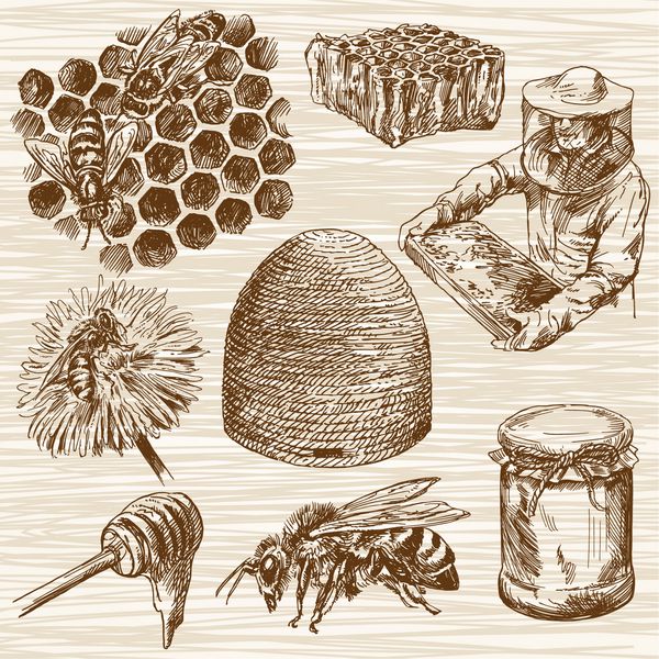 عسل زنبور عسل و عسل شانه عسل بطری با عسل زنبور عسل با عسل دست مجموعه کشیده شده است