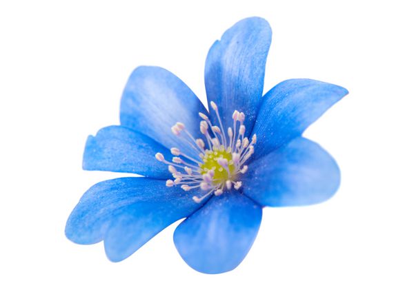 گل آبی رنگ جدا شده بر روی زمینه سفید