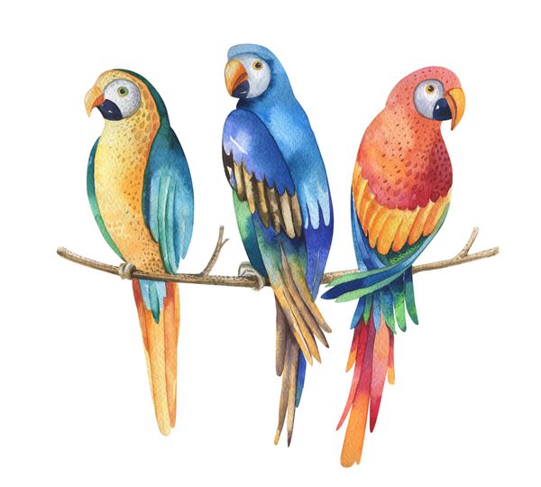 پرندگان آبرنگ گرمسیری جدا شده بر روی زمینه سفید ماکارونی طوطی Artcolorful تصویر آبرنگ برای طراحی شما