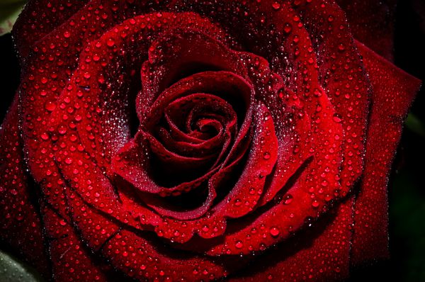 گلبرگ گل رز قرمز با قطره باران