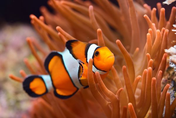 Amphiprion Ocellaris Clownfish در آکواریوم دریایی