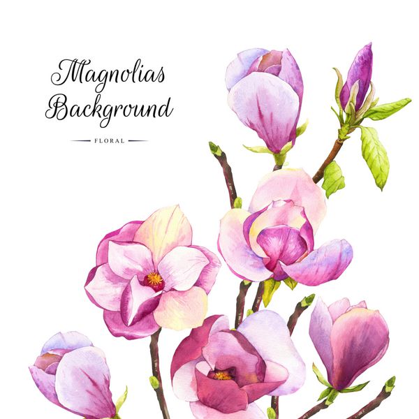 پس زمینه بهار با آبرنگ بنفش magnolias الگوی گل با گل های واقع گرایانه برای طراحی و دکوراسیون شما سفید