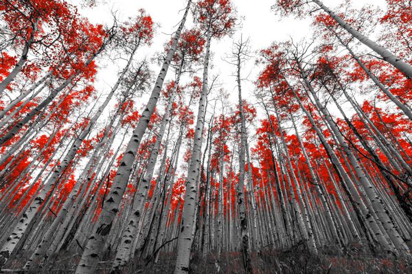 جنگل بلند از درختان برگ قرمز در چشم انداز سیاه و سفید