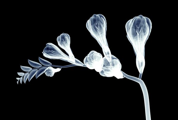 تصویر برداری از یک گل جدا شده بر روی سیاه و سفید تصویر 3D فریزیا