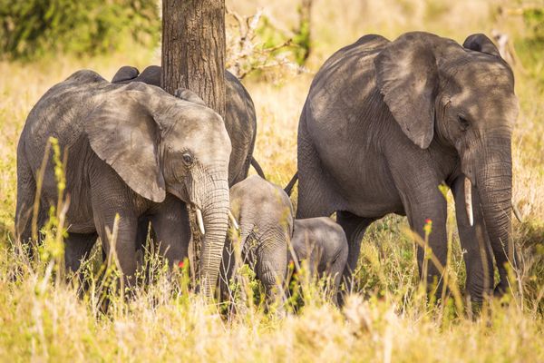 فیل ها چمن در Serengeti آفریقا