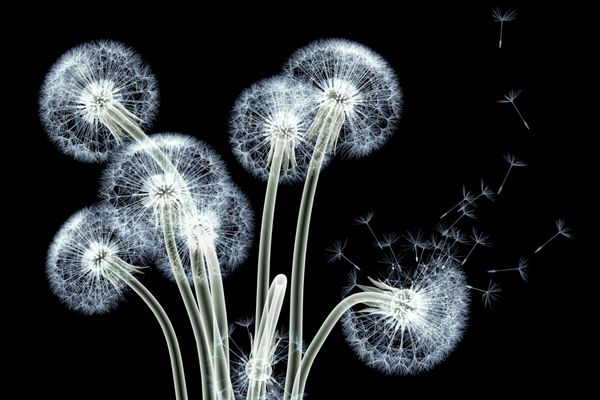 تصویر اشعه ایکس از گل جدا شده بر روی سیاه و سفید Taraxacum قاصدک 3D تصویر