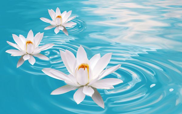 سه آبله گل سفید سفید خالص شناور بر روی آب آبی روشن است