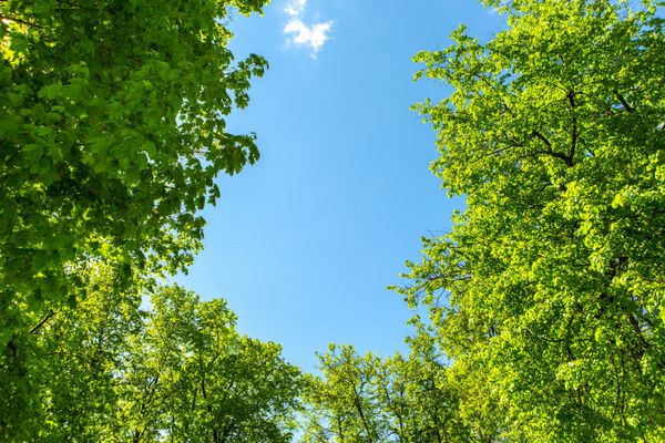 دیدگاه باز از آسمان را از طریق درختان سبز روز نور خورشید نمایش پارک شهر پارک