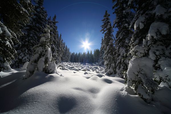 آفتاب زمستانی در جنگل