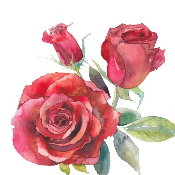 طرح گل رز قرمز آبرنگ قرمز گل گل رز و برگ سبز در پس زمینه سفید دست نقاشی شده است طراحی کارت گل