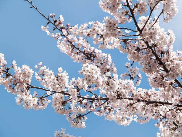 شکوفه های گیلاس یا ساکورا