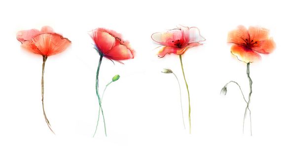 گل نقاشی خشخاش آبرنگ گل های جدا شده در پس زمینه سفید مجموعه نقاشی گل رز صورتی و قرمز دست گل آبرنگ نقاشی شده با گل پس زمینه گل