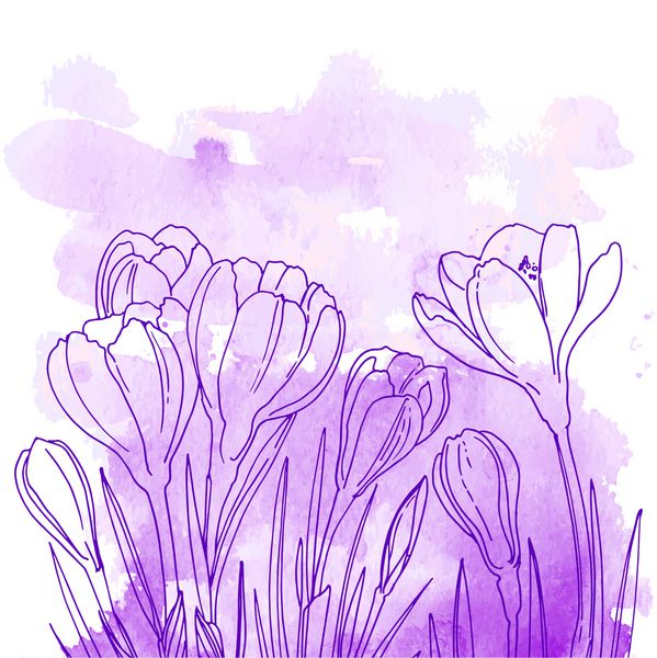 Crocus خط گل بر روی زمینه آبرنگ کشیده شده است گل های بهاری برگ کروکوس رنگ آمیزی پس زمینه انتزاعی از چشمه ها و رگه های رنگ