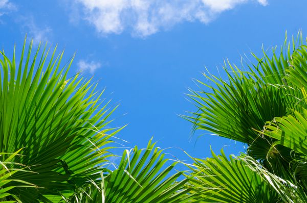 فضای کابلی از طبیعت قاب سبز نخل بر روی آسمان آبی و پس زمینه ابر سفید مفهوم فصل تابستان گرمسیری
