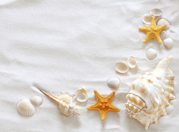 ساحل با بسیاری از seashells و ستاره دریایی