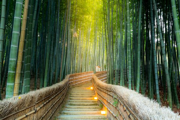 Arashiyama جنگل های بامبو در کیوتو ژاپن