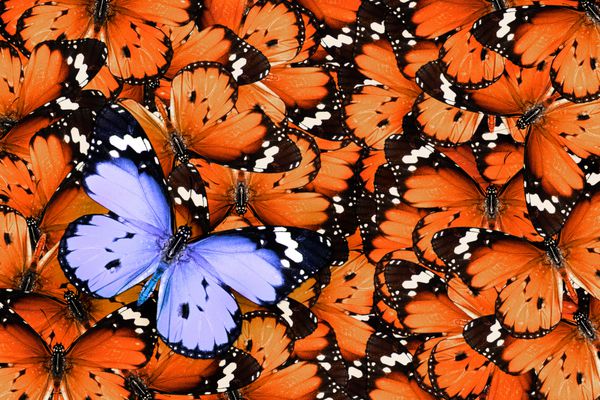 تنها پروانه یاس بنفش در میان مجموعه ای از دیگران نارنجی به عنوان پس زمینه استفاده می شود متفاوت از دیگران رنگ های حیات وحش