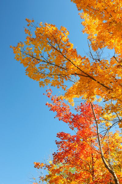 قرمز برگ سبز و زرد افرا در پاییز و آسمان روشن آبی در پس زمینه