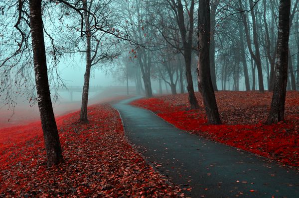کوچه های پاییز در مه گوتیک چشم انداز پاییز در هوای ابری با درختان قرمز در امتداد کوچه