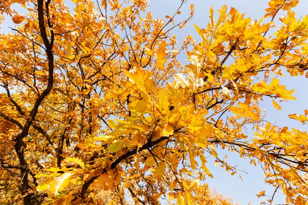 برگ های پاییزی زرد در روز آفتابی با آسمان آبی در پس زمینه توجه عمق کم عمق میدان