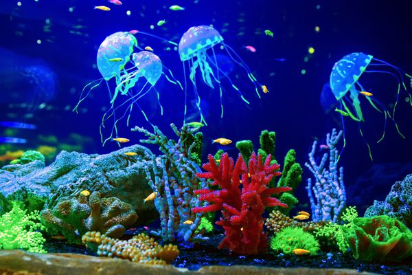 چتر دریایی زیبا مدوزا در نور نئون با ماهی آکواریوم با چتر دریایی آبی و مقدار زیادی ماهی ساخت یک آکواریوم با مرجان و حیات وحش اقیانوس زندگی زیر آب در چتر دریایی اقیانوس