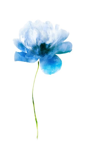گل آبی رنگ زیبا