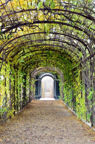وین اتریش 14 نوامبر 2016 تونل گیاهی در قصر Schonbrunn Palace