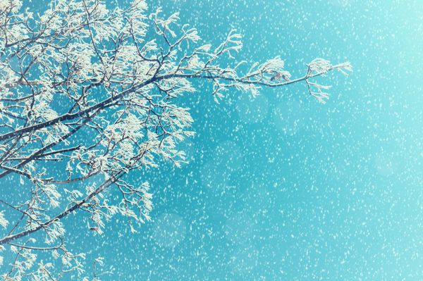 چشم انداز زمستانی شاخه های درخت برفی در برابر آسمان رنگارنگ در طول بارش برف با فضای آزاد برای متن