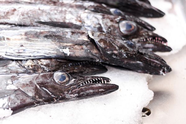 ماهی اسکابردار یا ماهی Espada در جزیره مادیرا